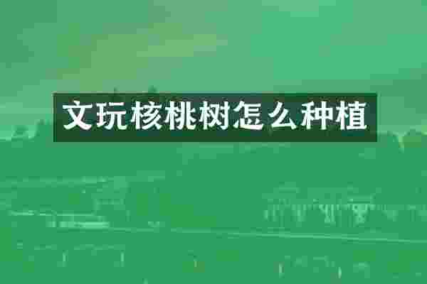文玩核桃树怎么种植