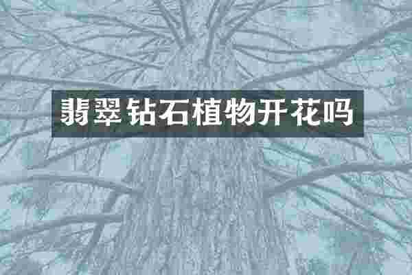 翡翠钻石植物开花吗
