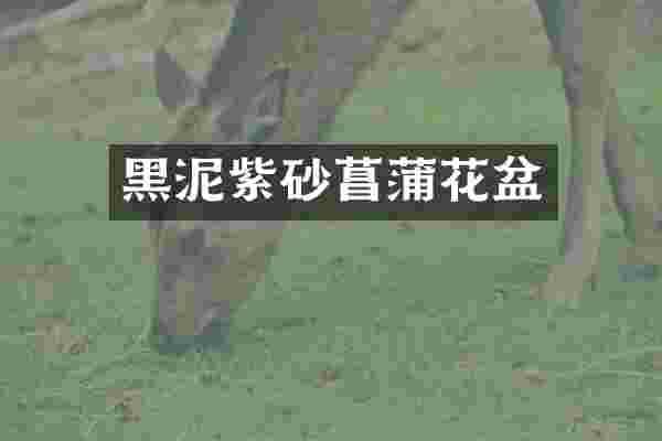 黑泥紫砂菖蒲花盆
