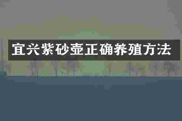 宜兴紫砂壶正确养殖方法
