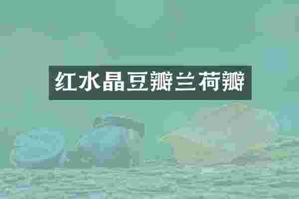 红水晶豆瓣兰荷瓣