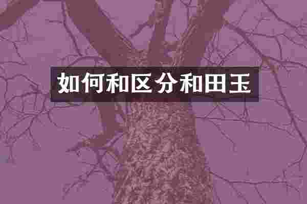 如何和区分和田玉