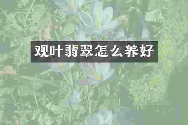 观叶翡翠怎么养好