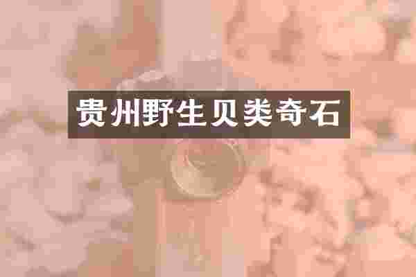 贵州野生贝类奇石