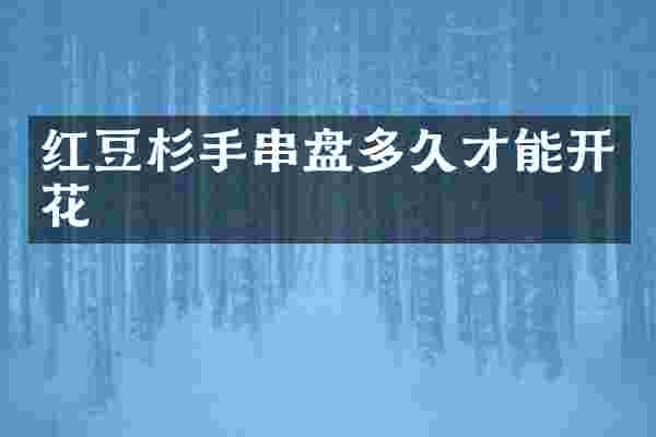 红豆杉手串盘多久才能开花