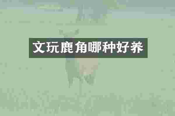 文玩鹿角哪种好养
