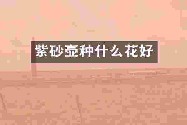 紫砂壶种什么花好