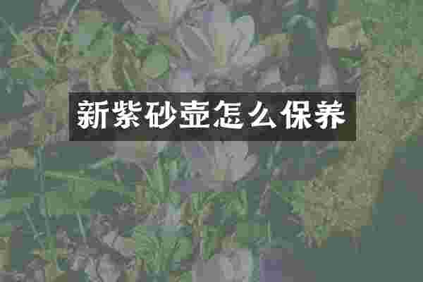 新紫砂壶怎么保养