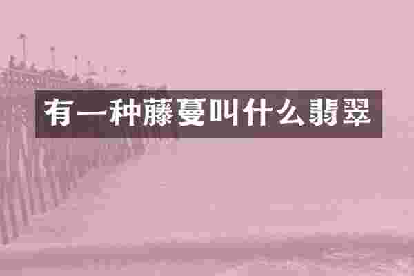 有一种藤蔓叫什么翡翠