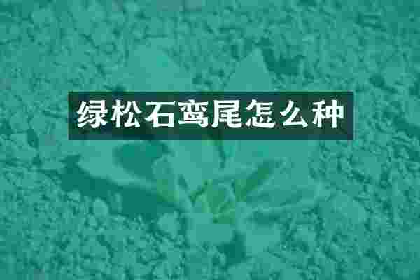 绿松石鸾尾怎么种