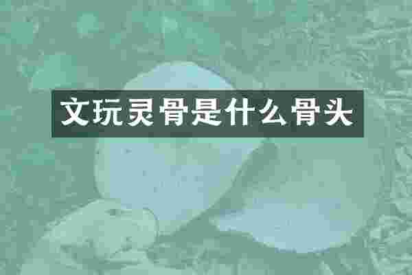 文玩灵骨是什么骨头