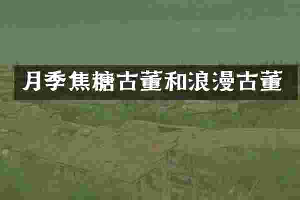 月季焦糖古董和浪漫古董