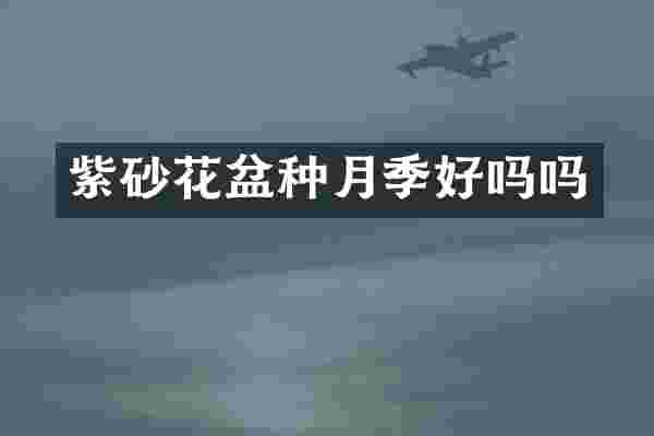 紫砂花盆种月季好吗吗