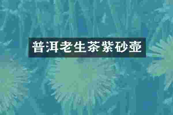 普洱老生茶紫砂壶