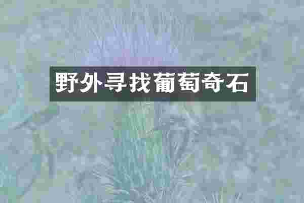 野外寻找葡萄奇石