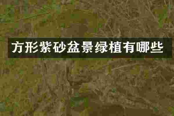 方形紫砂盆景绿植有哪些