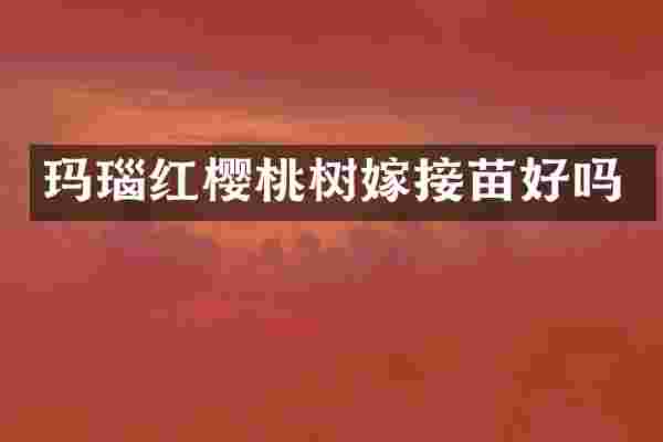 玛瑙红樱桃树嫁接苗好吗