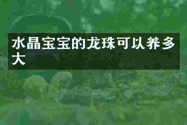 水晶宝宝的龙珠可以养多大