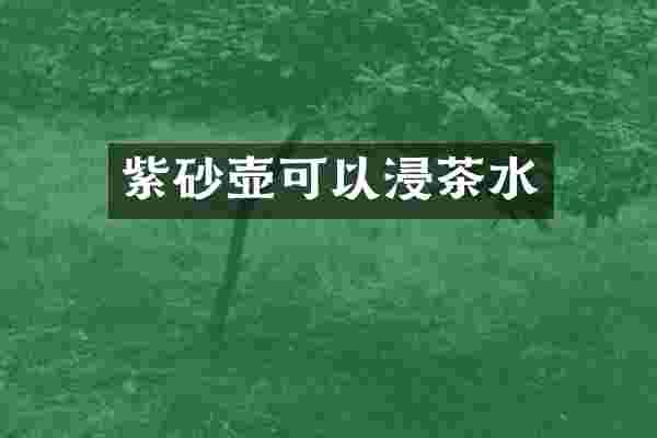 紫砂壶可以浸茶水