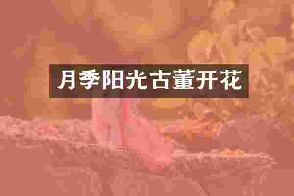 月季阳光古董开花