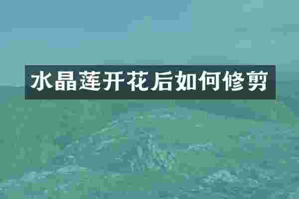 水晶莲开花后如何修剪