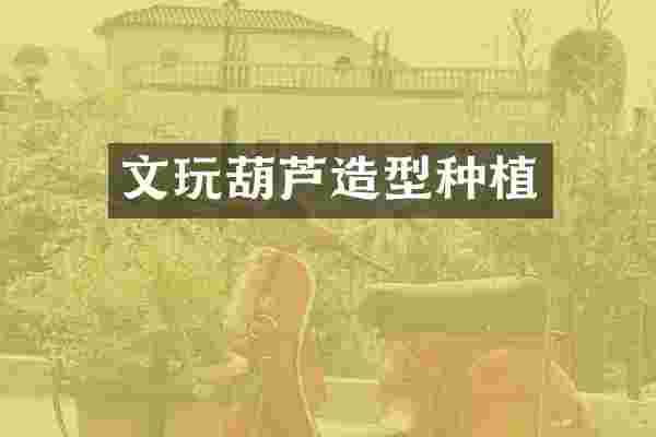 文玩葫芦造型种植