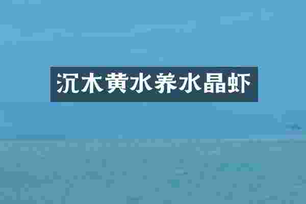 沉木黄水养水晶虾