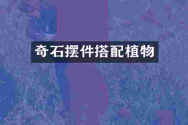 奇石摆件搭配植物