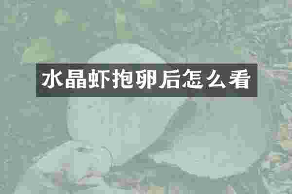 水晶虾抱卵后怎么看