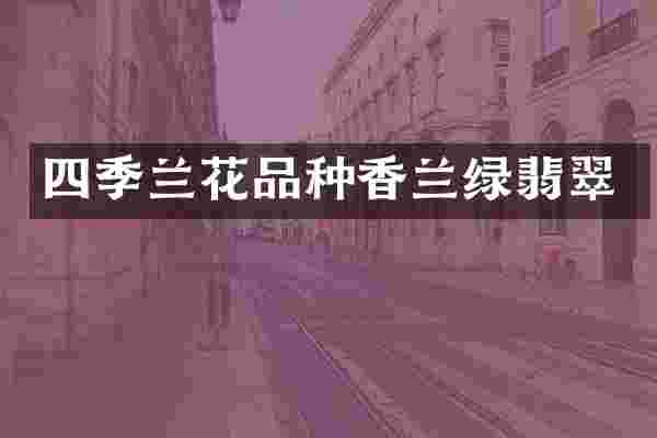 四季兰花品种香兰绿翡翠