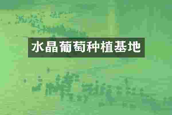 水晶葡萄种植基地