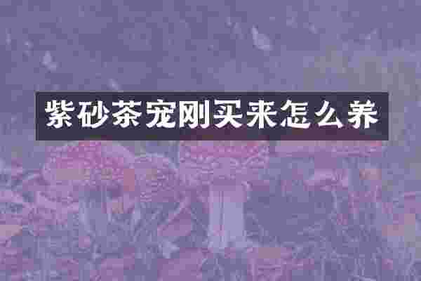 紫砂茶宠刚买来怎么养