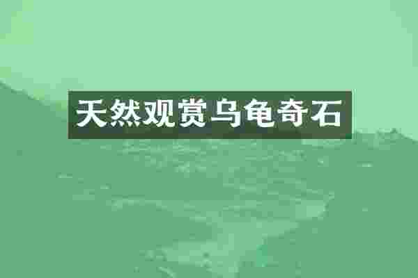 天然观赏乌龟奇石