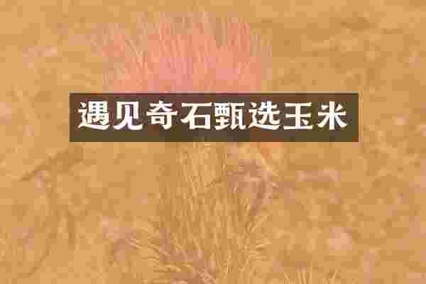 遇见奇石甄选玉米