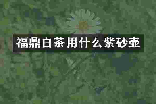 福鼎白茶用什么紫砂壶