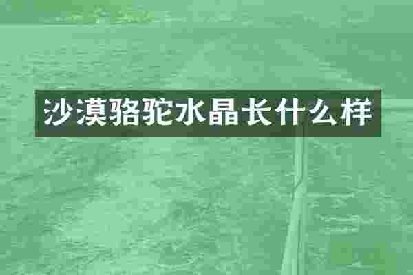 沙漠骆驼水晶长什么样