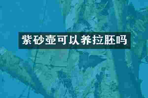 紫砂壶可以养拉胚吗