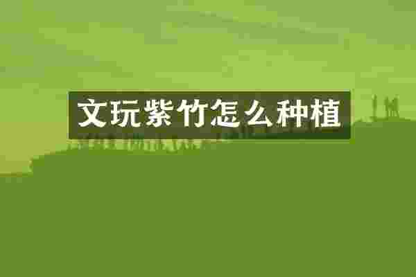 文玩紫竹怎么种植
