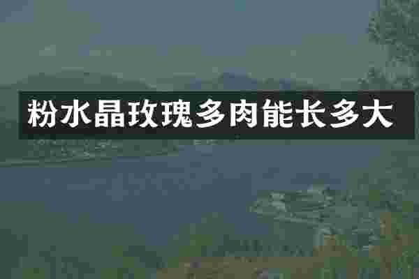粉水晶玫瑰多肉能长多大
