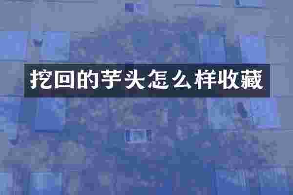 挖回的芋头怎么样收藏