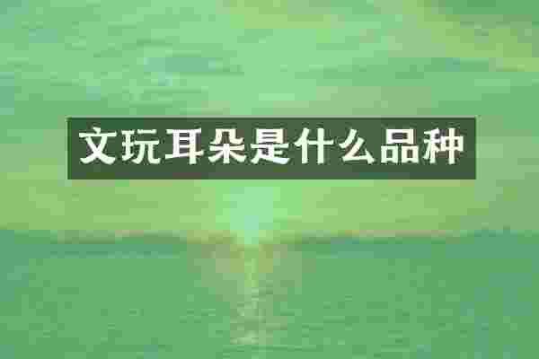 文玩耳朵是什么品种