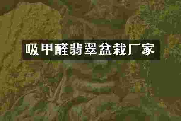 吸甲醛翡翠盆栽厂家