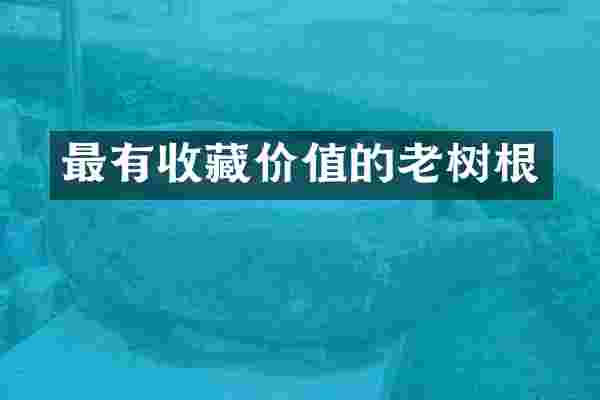 最有收藏价值的老树根