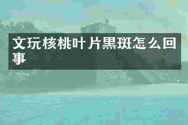 文玩核桃叶片黑斑怎么回事