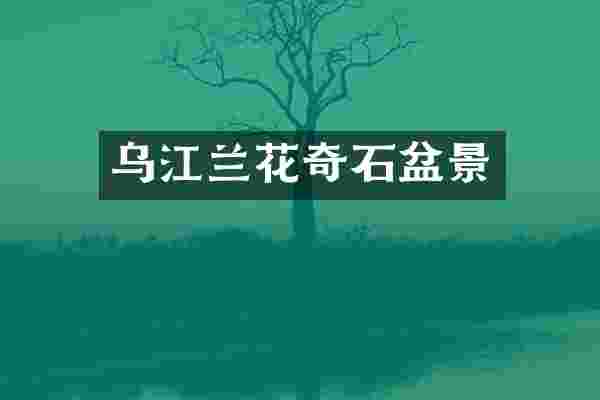 乌江兰花奇石盆景